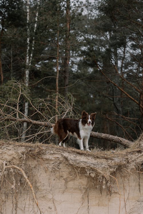 Imagine de stoc gratuită din animal, animal de casă, animale de companie