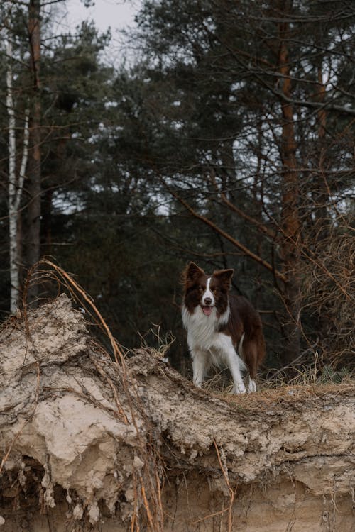 Imagine de stoc gratuită din animal, animal de casă, animale de companie