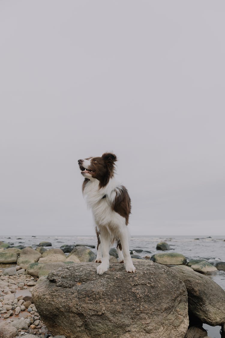 Dog On Rocks On Shore