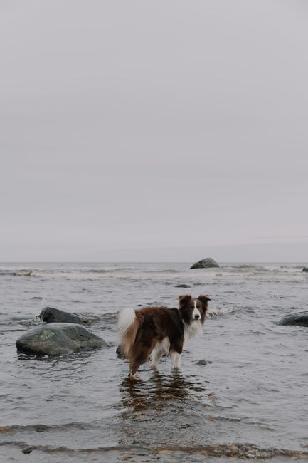 A Border Collie standing on a rocky shore with an overcast sky, capturing a serene coastal scene.