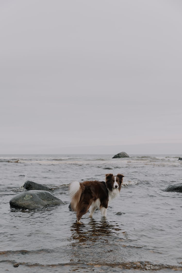 Dog On Sea Shore