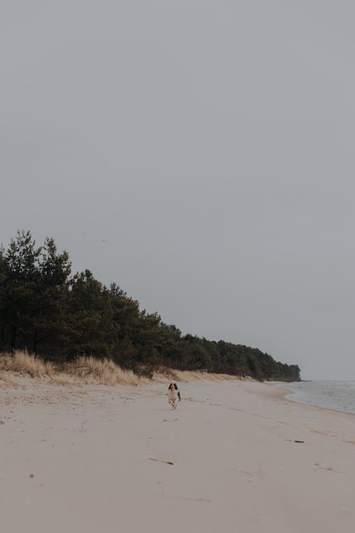 Runnning Dog on Beach
