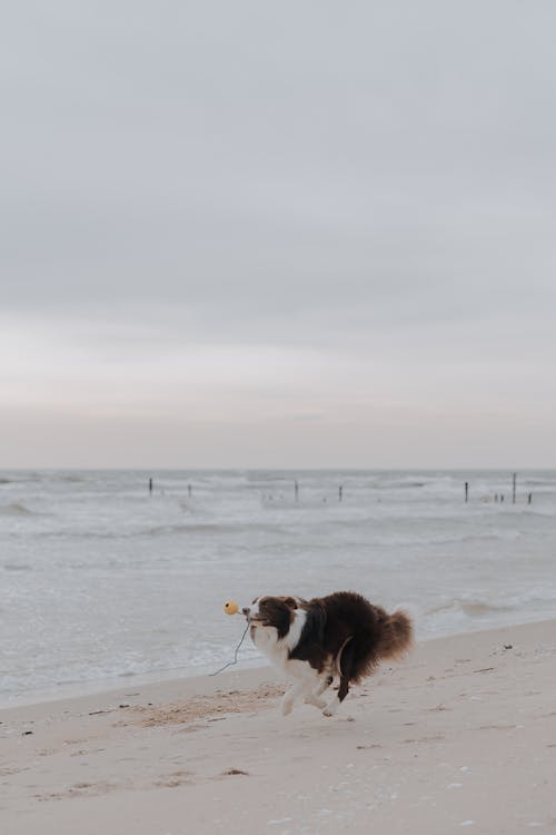 Dog Playing with Ball on Seashore 