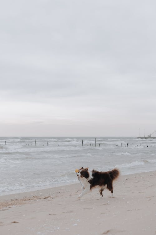 Kostnadsfri bild av boll, havsstrand, hund