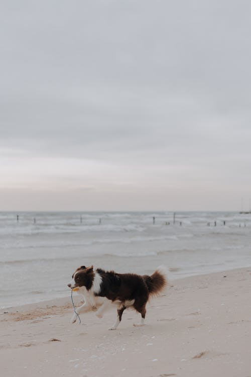 Kostnadsfri bild av boll, havsstrand, hund