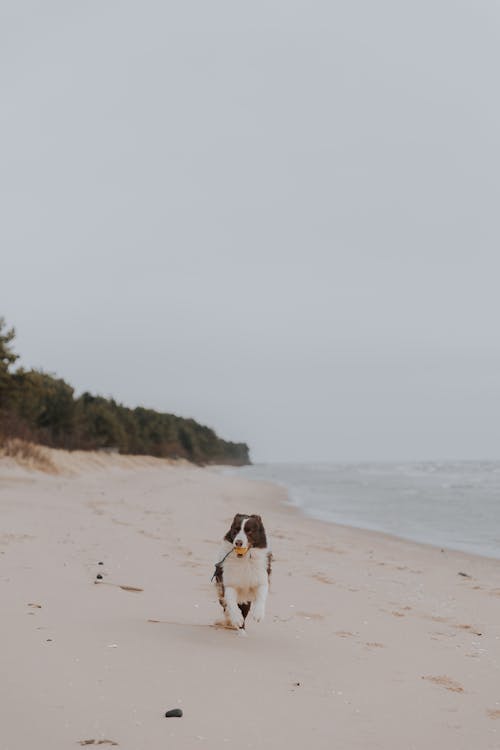 border collie, cep telefonu duvar kağıdı, deniz içeren Ücretsiz stok fotoğraf