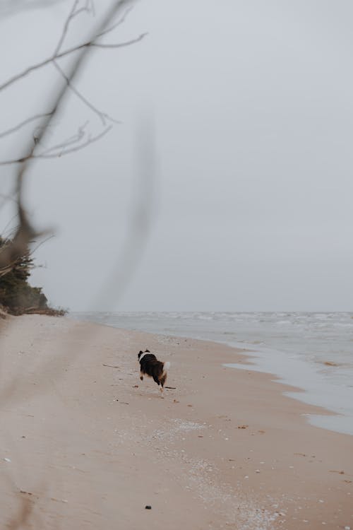 Foto profissional grátis de animal, animal de estimação, areia