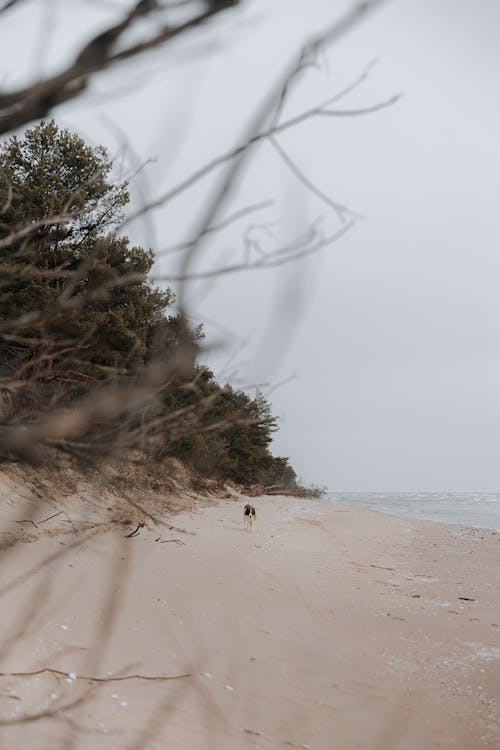 Fotobanka s bezplatnými fotkami na tému breh, domáce zviera, more