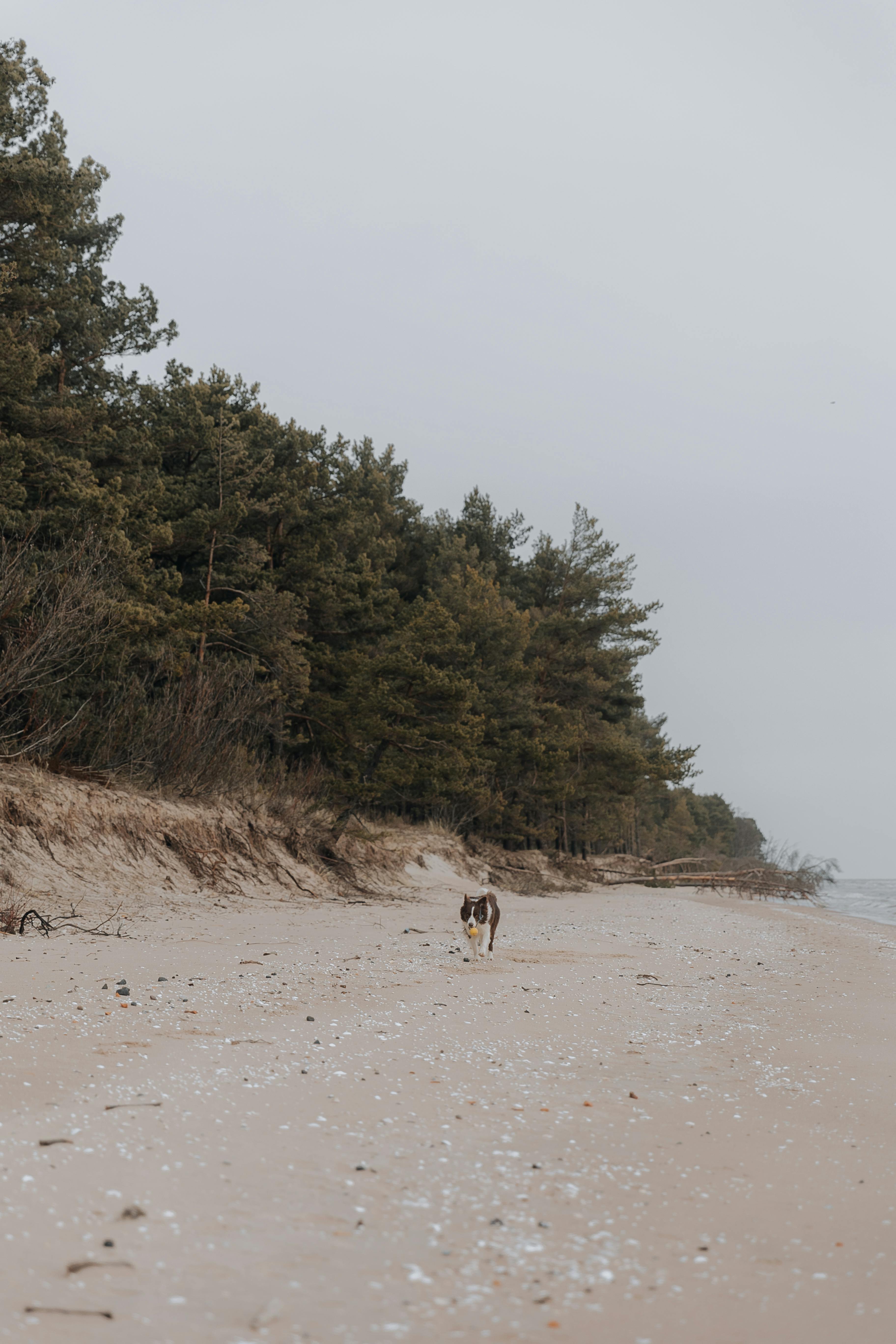Peaceful beach scene with a dog walking near forested dunes under a cloudy sky.