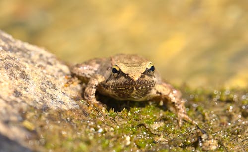 Ingyenes stockfotó állat, béka, darált témában