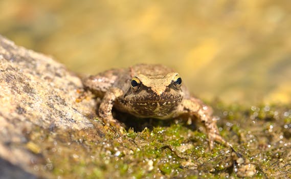 A detailed close-up of a frog resting on a mossy rock by the water.