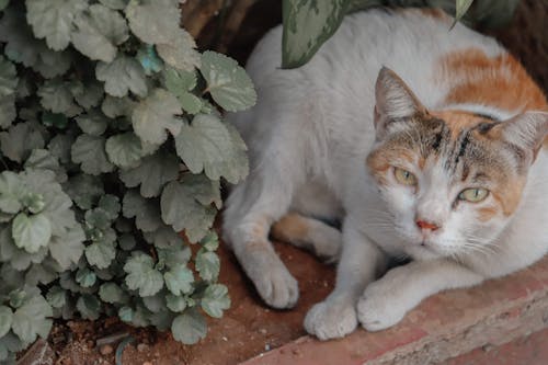 Cat Lying Down among Leaves