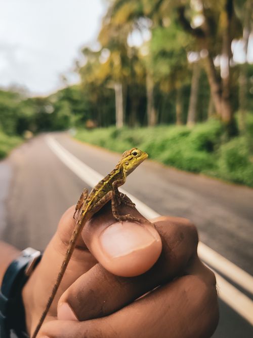 Free Detailed view of a small lizard on a finger with a blurred tropical road background, highlighting nature's intricacy. Stock Photo