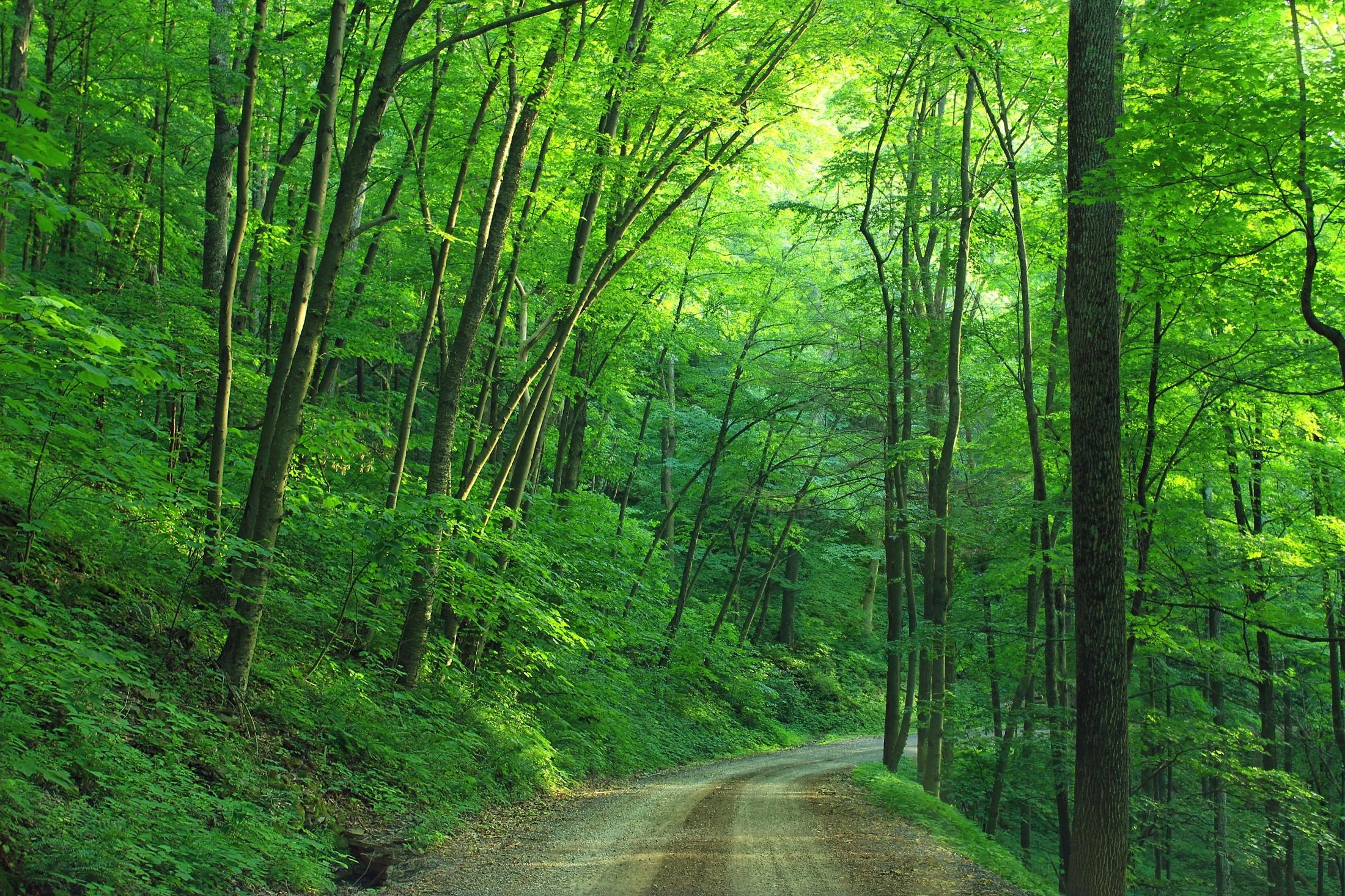 Green Road Wallpapers - Top Free Green Road Backgrounds - WallpaperAccess