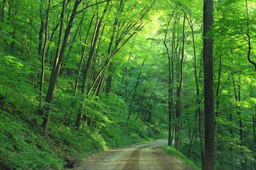낮 동안 도로 옆에 녹색 나무