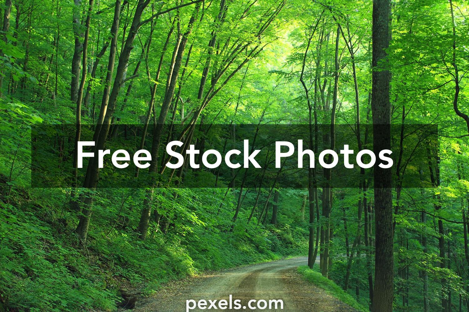 50 000 Best Green Forest Photos 100 Free Download Pexels Stock Photos