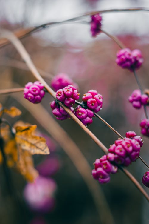 A close up of some purple berries on a branch