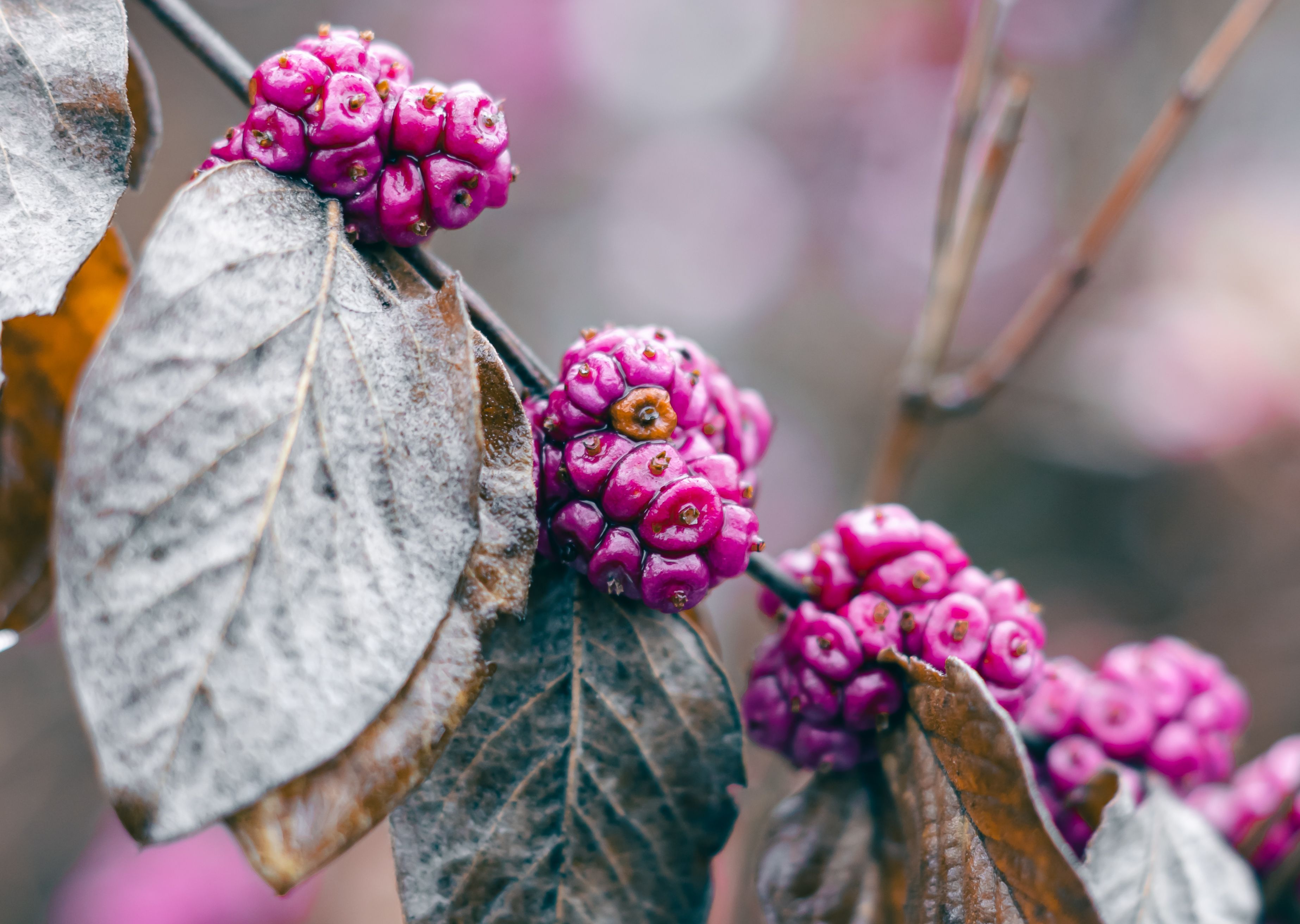 Detailed close-up of bright pink beautyberries on a branch with muted leaves, showcasing nature's contrast in color and texture.