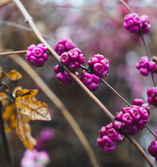 Purple berries on a branch with leaves and brown leaves