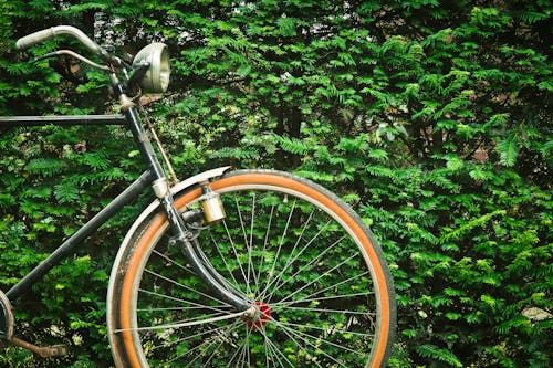 Foto d'estoc gratuïta de bici, planta, roda