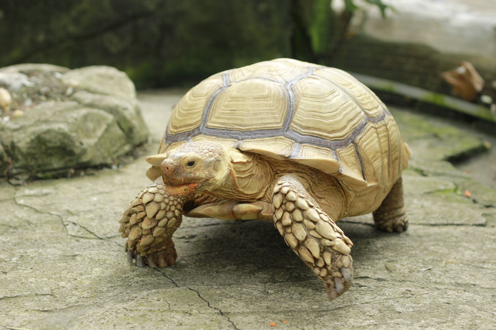 A close-up shot of an African Spurred Tortoise walking on a rocky surface outdoors.