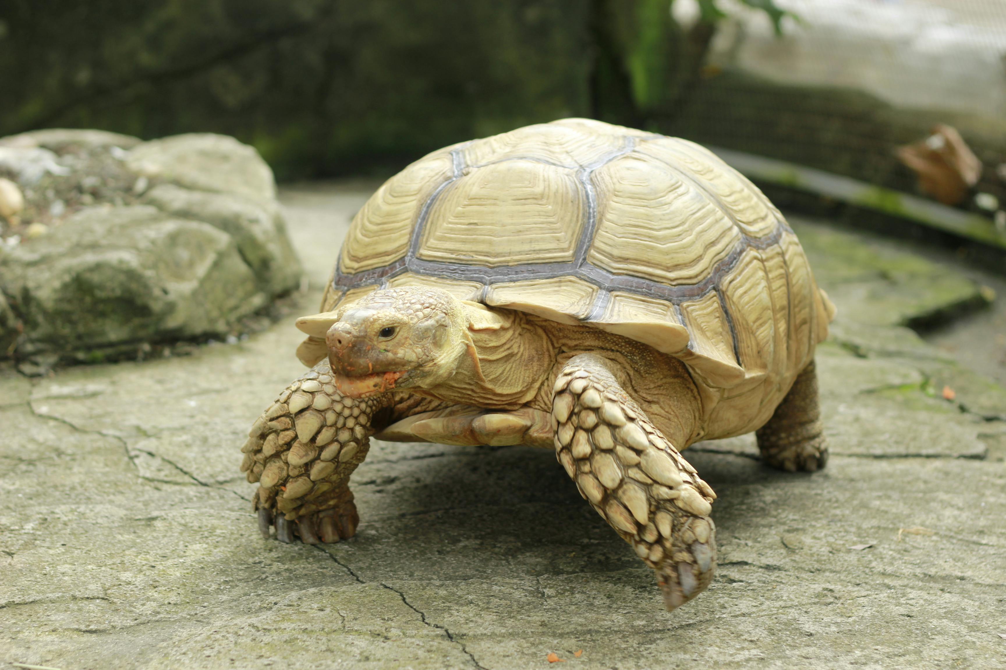 Turtle Walking Photos, Download The BEST Free Turtle Walking Stock ...