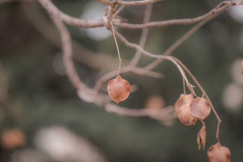 Free Delicate dried leaves hang on bare branches, highlighting autumn's transition. Stock Photo