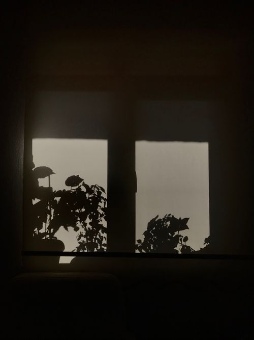 Free Minimalist silhouette of plant shadows on window shade, creating a tranquil mood. Stock Photo