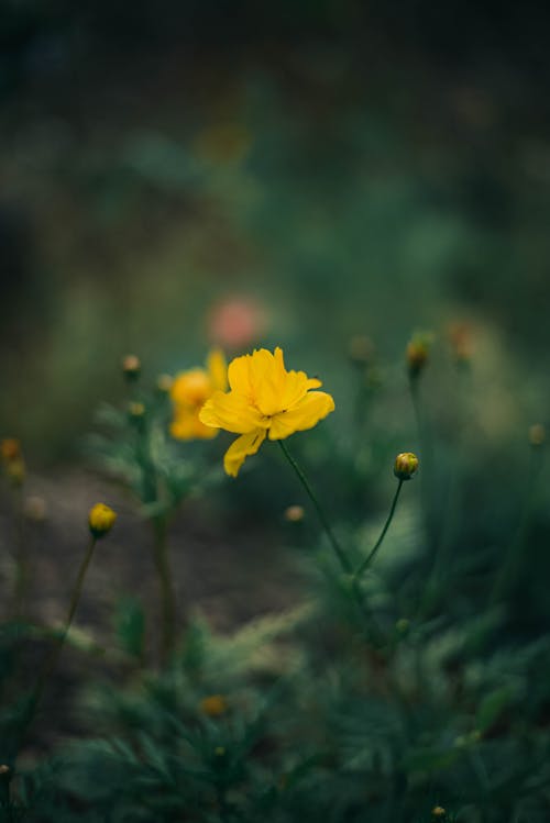 Foto stok gratis bidang, bunga liar, bunga-bunga