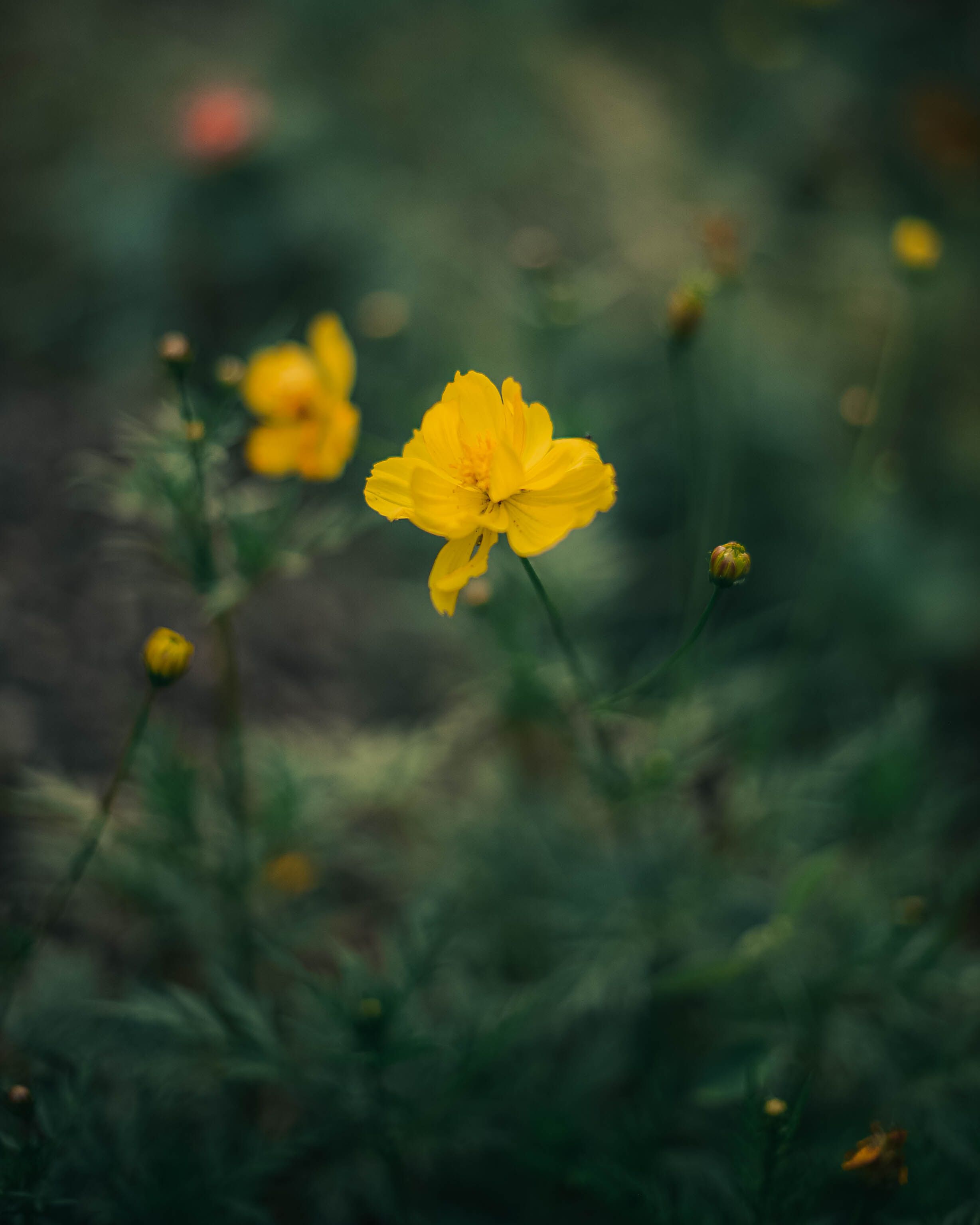 Close-up of Wildflowers Growing in Grass · Free Stock Photo