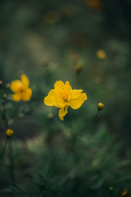 Close-up of Wildflowers Growing in Field