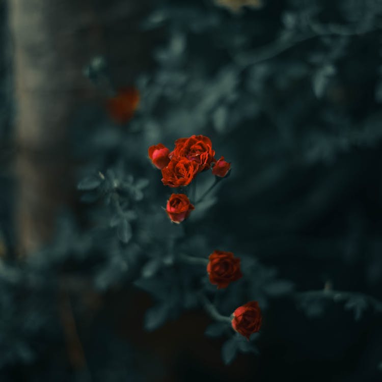 Shrub with Red Roses