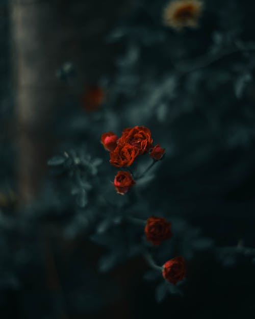 Close-up of Roses Blooming on Bush in Garden