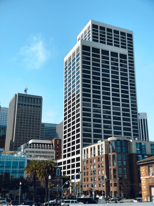 Palm Trees in Downtown