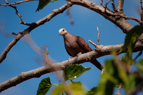 Imagine de stoc gratuită din birdwatching, creangă, faună sălbatică