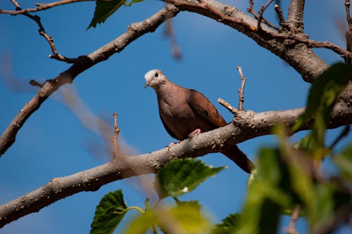 Pigeon Perching on Branch