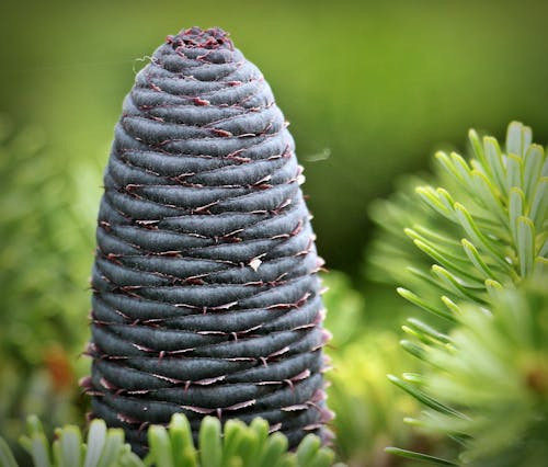 Close Up Photography of Purple Tubular Plant during Daytime