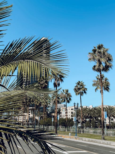 Photo by Eric Nixon City street scene featuring modern skyscrapers and palm trees under a clear blue sky.