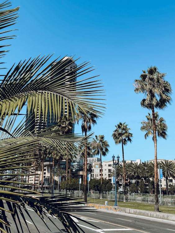 Palm Trees along the Street in City 