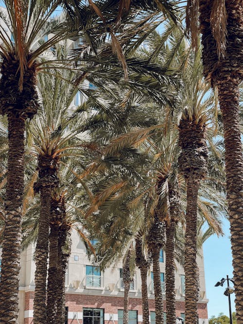 Kostenloses Stock Foto zu heiß, palmen, sommer
