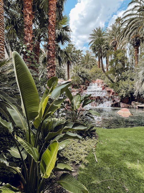 垂直拍攝, 棕櫚樹, 植物 的 免費圖庫相片