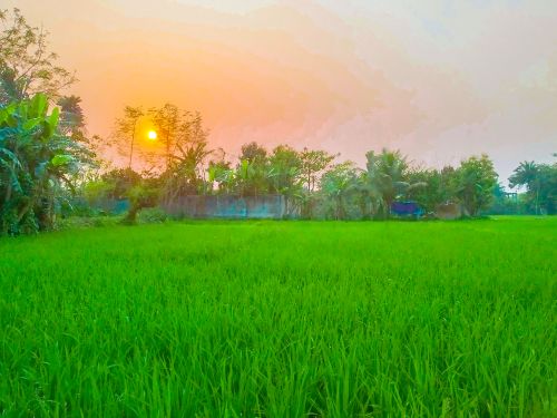 Free Pictures of natural paddy field  Stock Photo