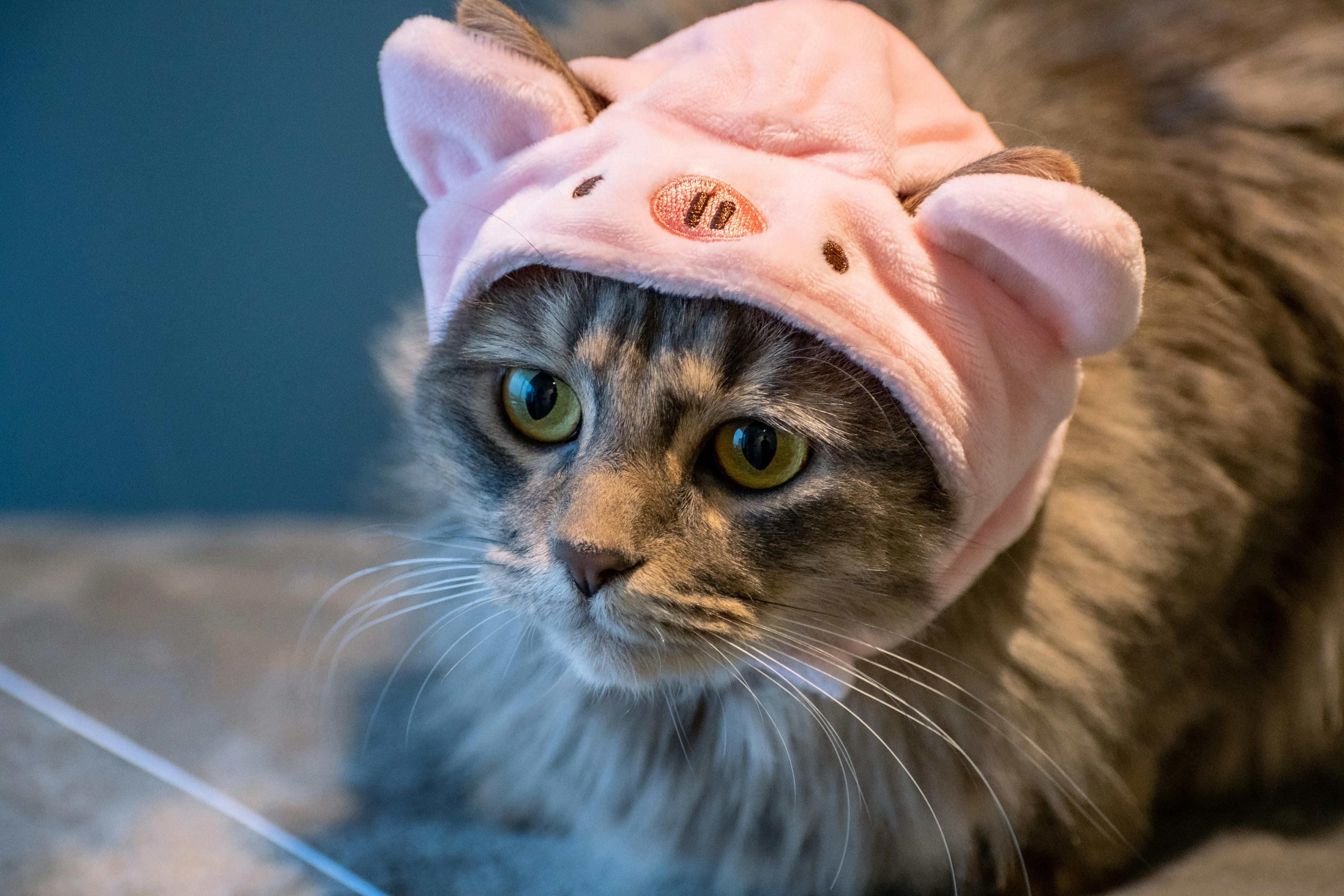 Cat in pig top costume