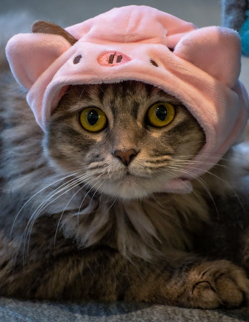 Portrait of a Cat Wearing a Pink Piggy Hat