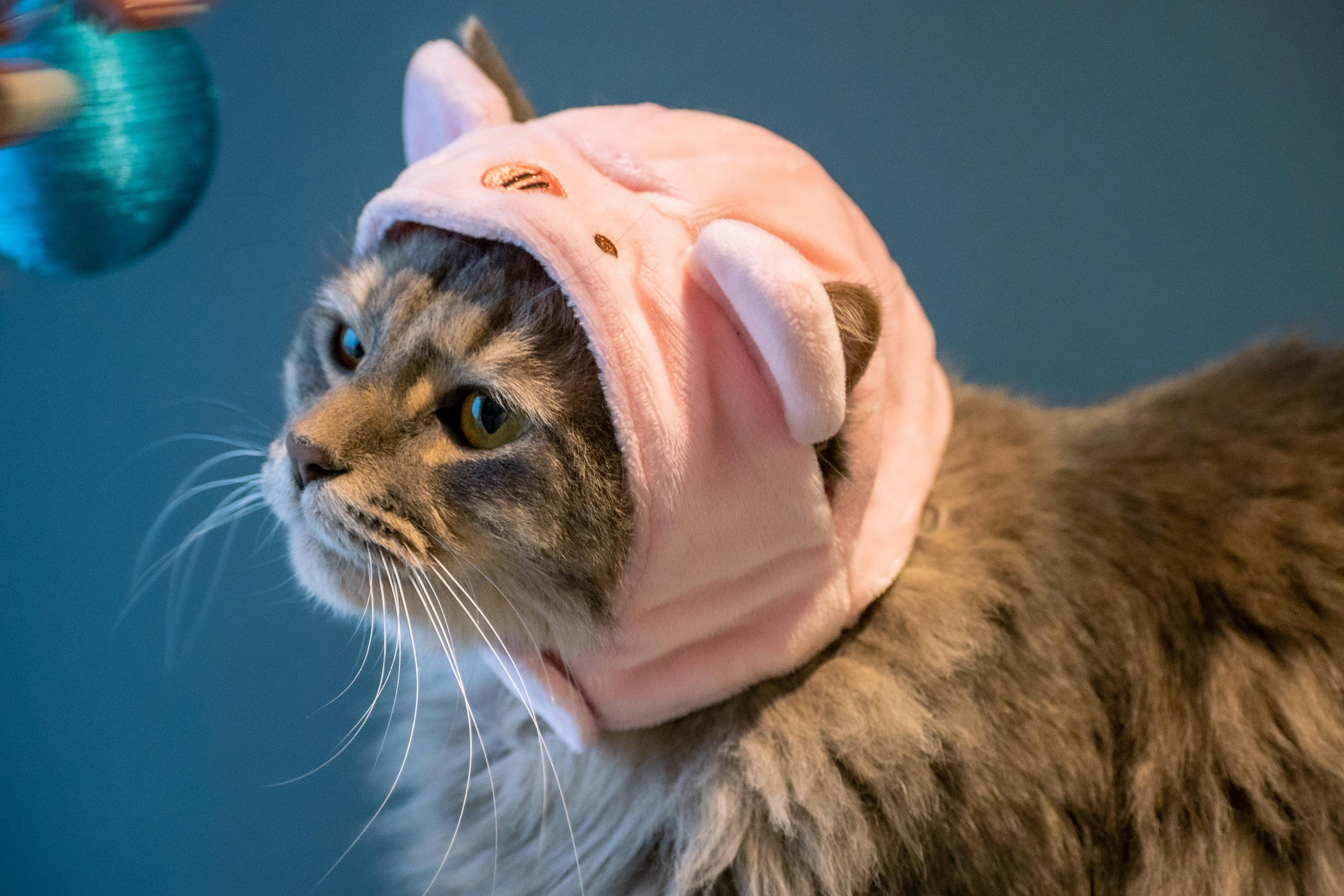 Cute fluffy cat wearing a pink hat, looking at a toy. Perfect for pet lovers.