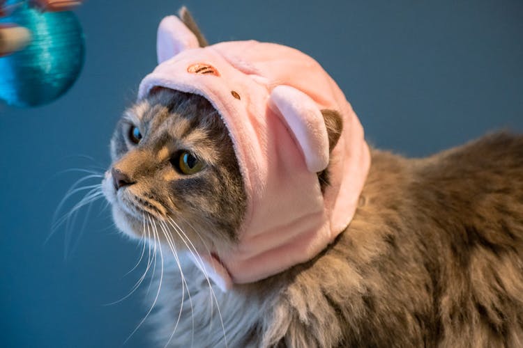 A Cat In A Funny Hat