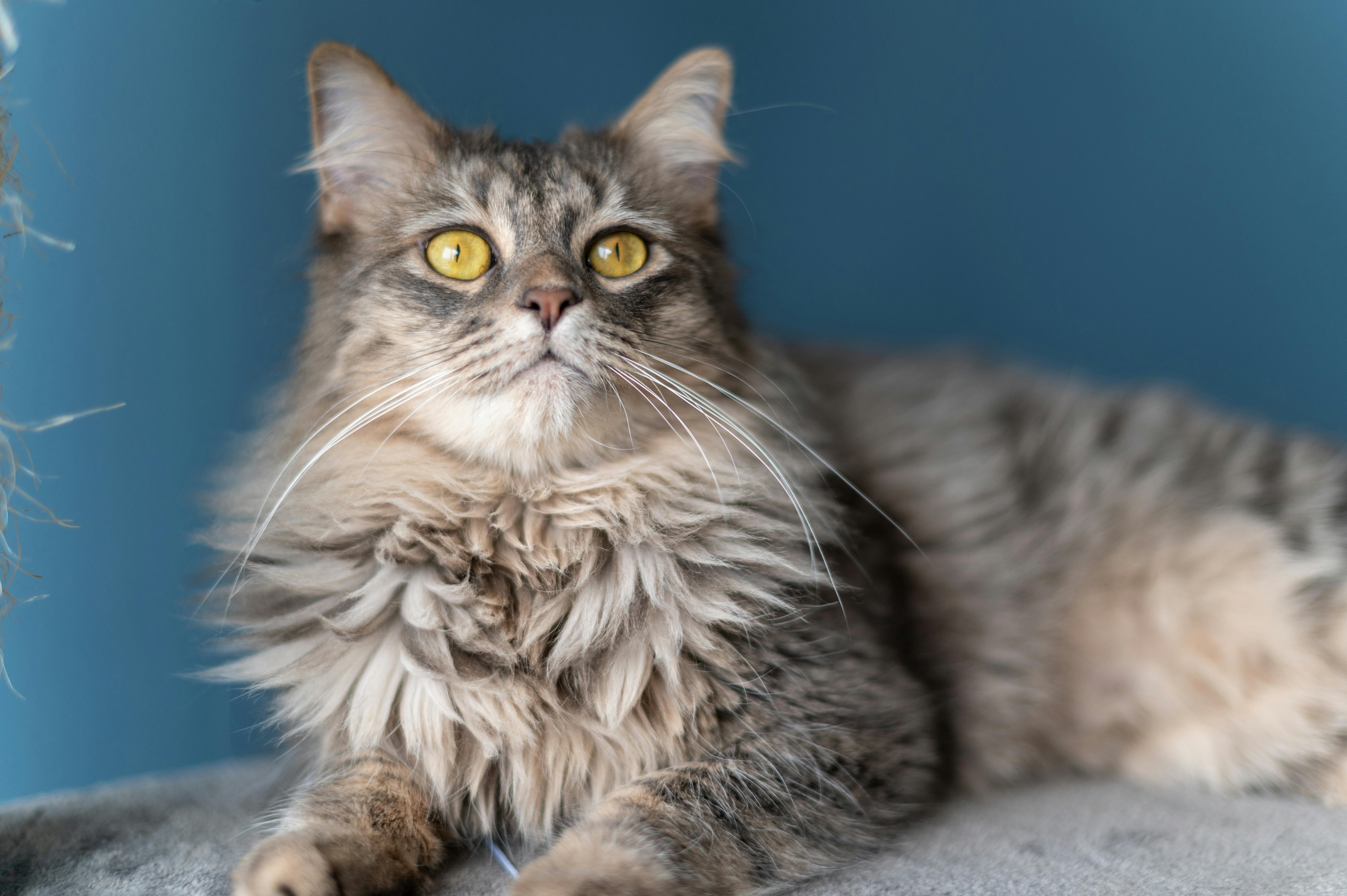 Yellow Ribbon Pet Safety Campaign promoted in Renfrew County — Photo by Israel Torres on Pexels