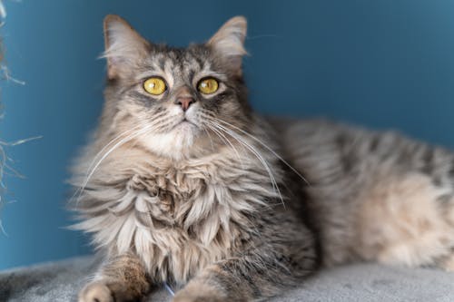 Gray Fluffy Cat with Yellow Eyes