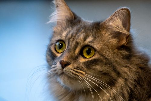 Free Portrait of a fluffy gray cat with striking yellow eyes gazing intently. Stock Photo