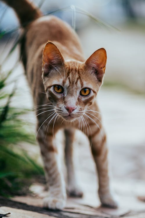 Cat on Ground